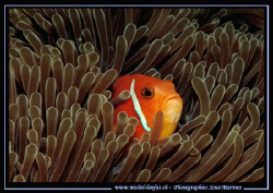 A clown fish in it's Anemone ... :O) .... by Michel Lonfat 